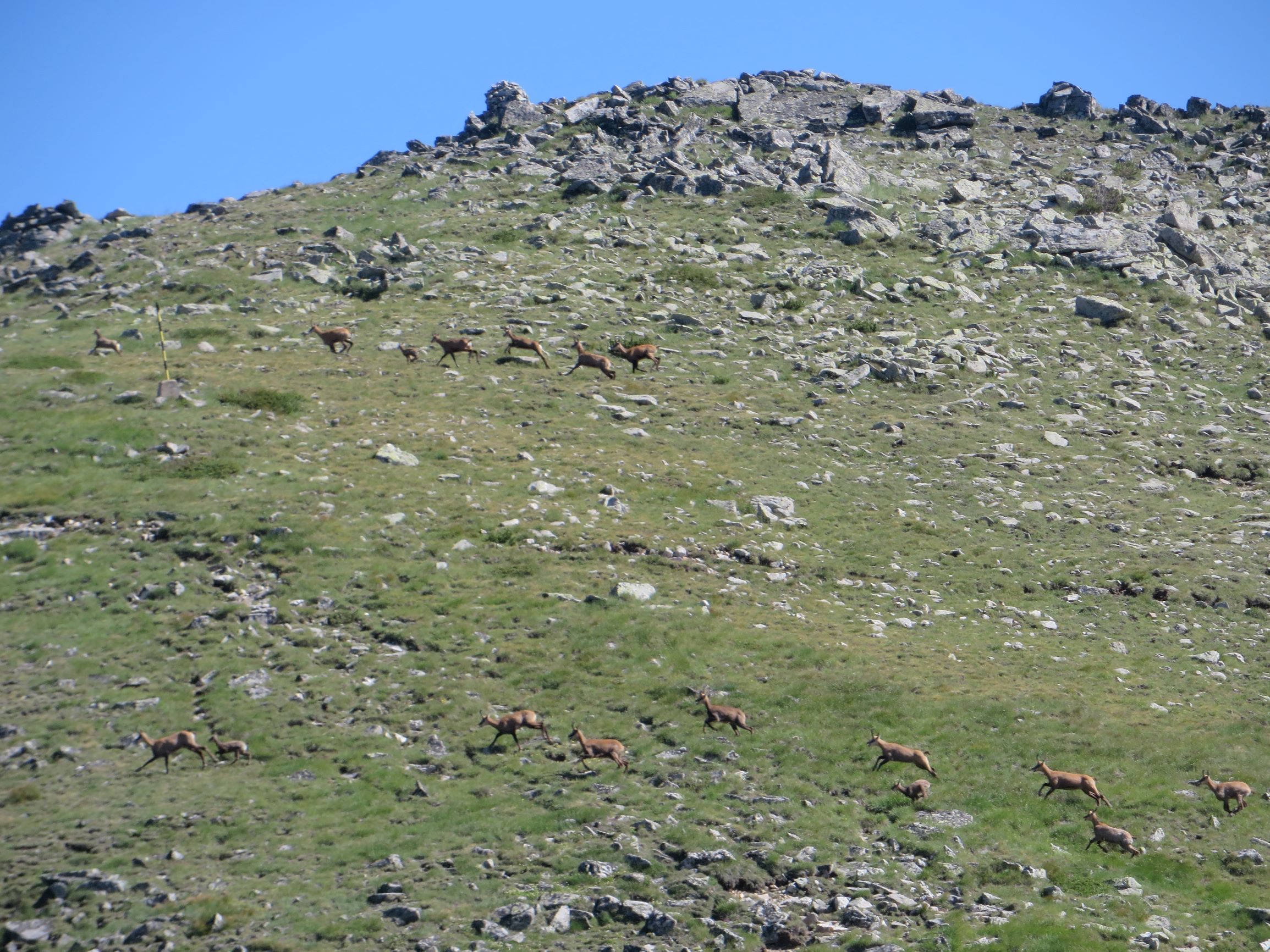A herd of wild goats